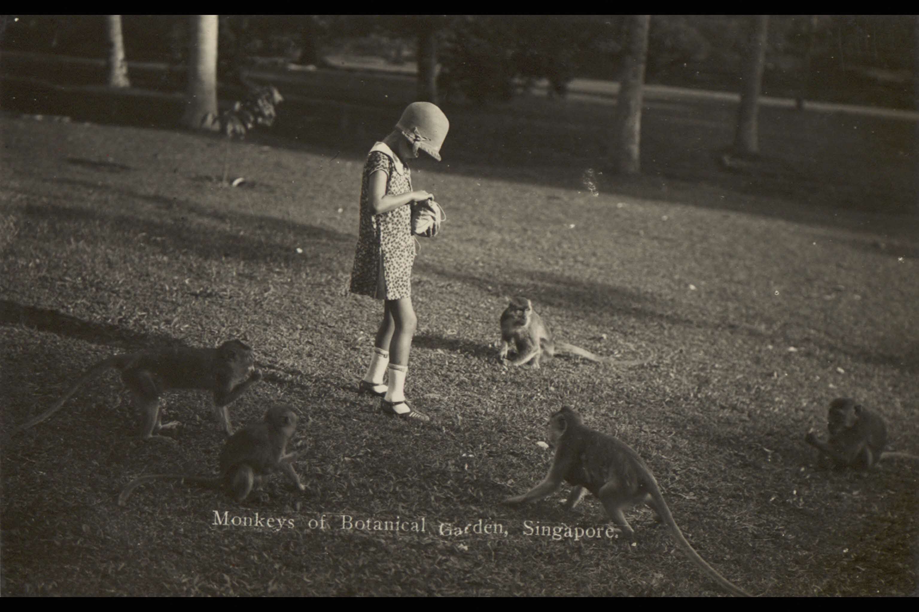 A girl feeding the monkeys at Singapore Botanic Gardens, 1930s